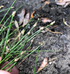 Eleocharis albida