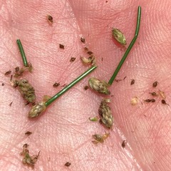 Eleocharis albida