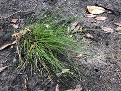 Eleocharis albida