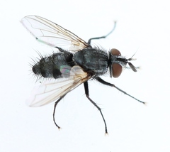 Eumea linearicornis