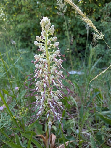 Lizard Orchid