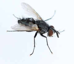 Eumea linearicornis