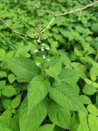 enchanter's-nightshade