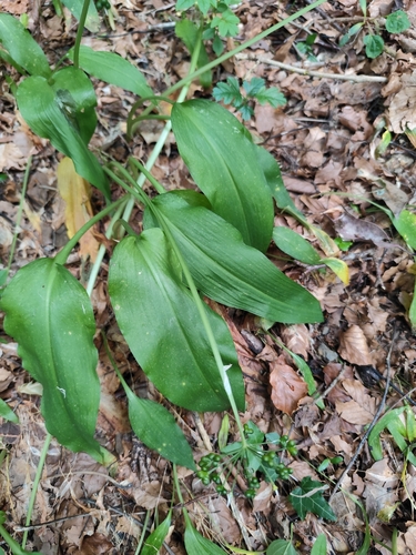 Ramsons