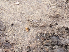 Myrmecophilus pergandei