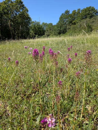 pyramidal orchid