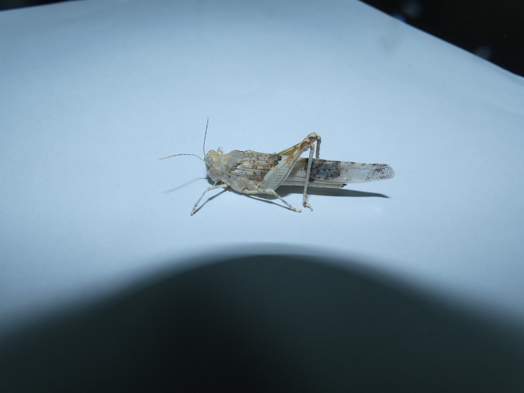 Sphingonotus paradoxus