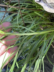 Asclepias verticillata