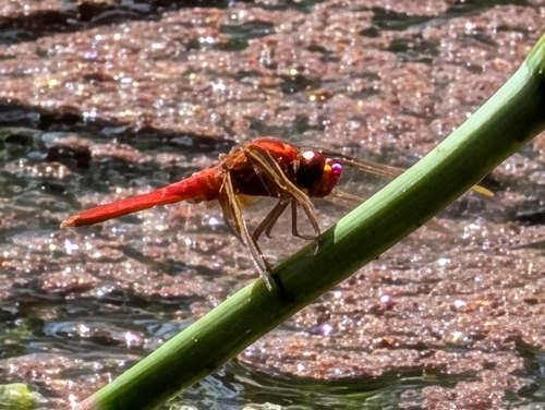 Broad Scarlet