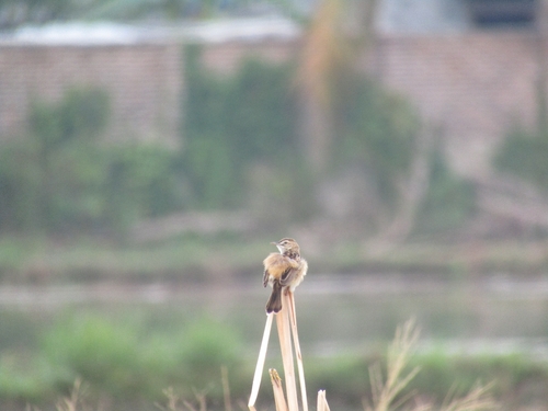 Zitting Cisticola