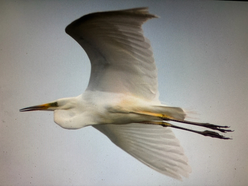 Great Egret, Lelystad, photo 9 of 10