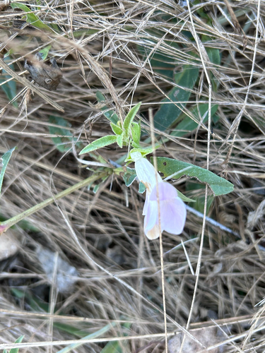 Barleria lancifolia, photograph 2