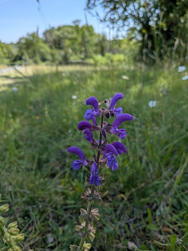 Meadow Sage