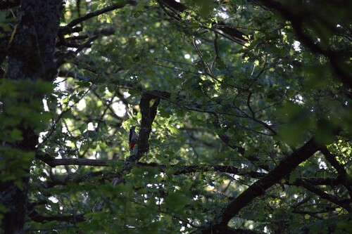 Great Spotted Woodpecker