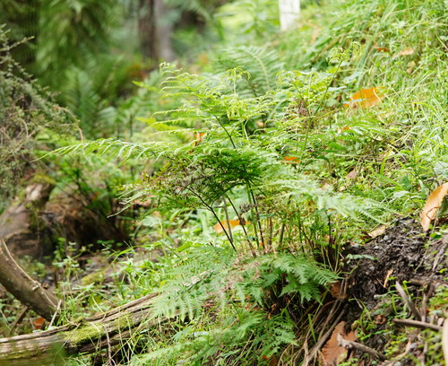 Pteris tremula
