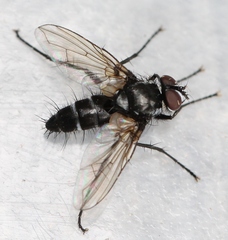 Gastrolepta anthracina