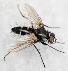 Gastrolepta anthracina