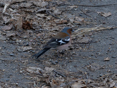 Fringilla coelebs