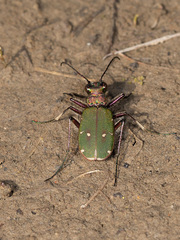 Cicindela campestris