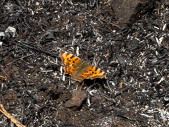Polygonia c-album