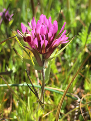 Castilleja densiflora