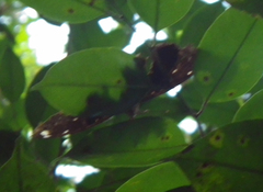 Lexias albopunctata albopunctata