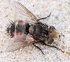 Gonia ornata - Photo (c) Marie Lou Legrand, some rights reserved (CC BY-NC), uploaded by Marie Lou Legrand