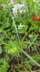 Adonis annua