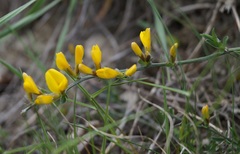 Genista albida