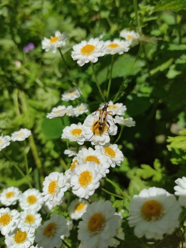 Spotted Longhorn Beetle