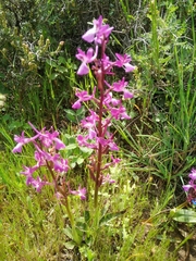 Orchis anatolica