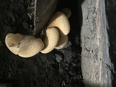 Agaricales