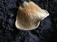 Agaricales