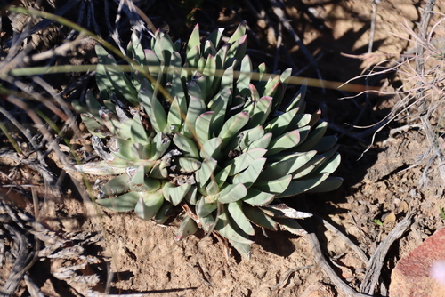 Machairophyllum albidum, photograph 4