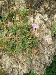 Erodium acaule