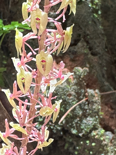 Crepidium calophyllum, photograph 2