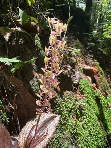 Crepidium calophyllum, photograph 1
