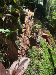 Crepidium calophyllum, photograph John Baur, CC BY, iNaturalist via GBIF