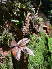 Crepidium calophyllum