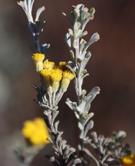Pentzia dentata, photograph (c) Tony Rebelo, some rights reserved (CC BY-SA)