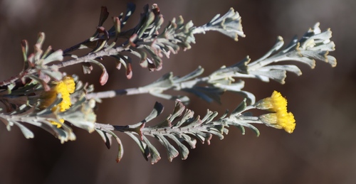 Pentzia dentata, photograph 5