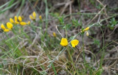 Genista albida