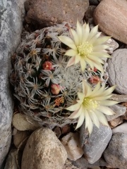 Mammillaria duwei