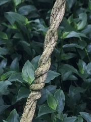Orthosia
