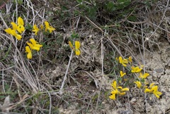 Genista albida
