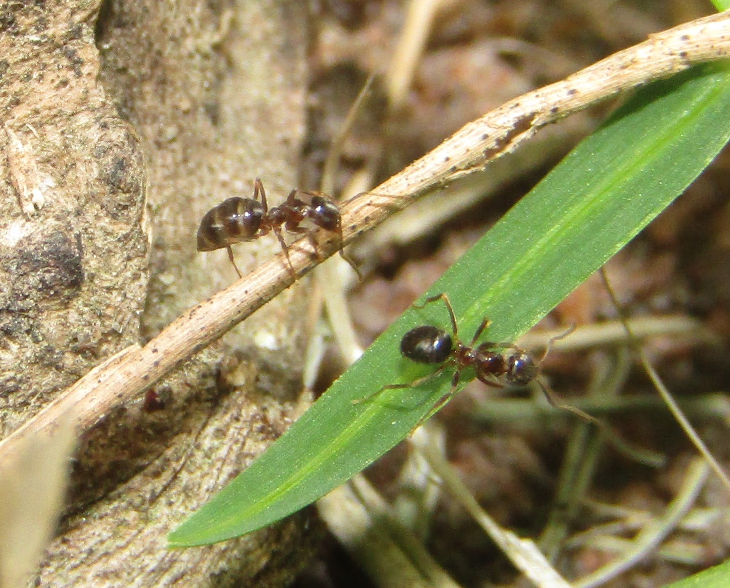 Plagiolepis puncta