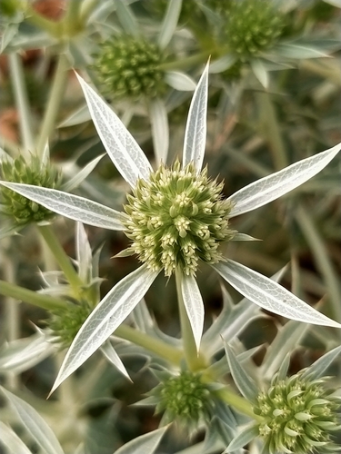 Field Eryngo