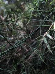 Orthosia
