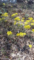 Alyssum trichostachyum