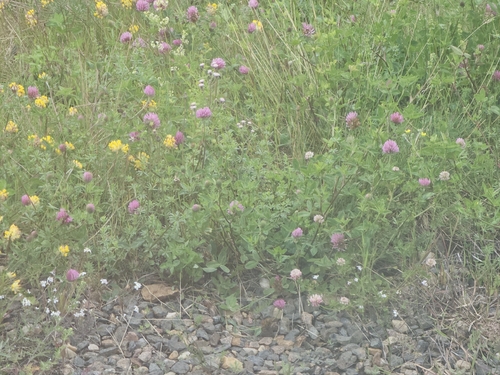 Red Clover